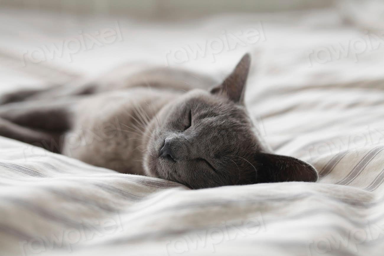 Russian blue cat sleeping on a bed