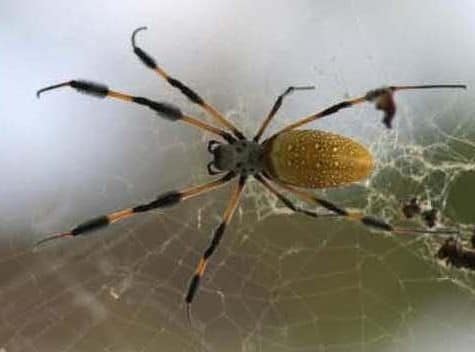 Spiders in Space Weave a Web of Scientific Inspiration (NASA, International Space Station, 04/23/14)