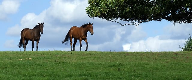 'Come on Chloe. Let's go into the shade.'