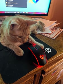 My cat staring at my computer mouse