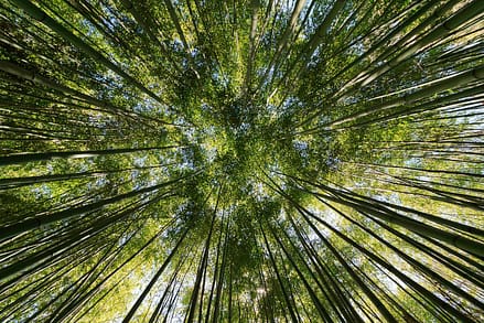 Forest worm's eye view background