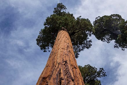 Tree from low angle in Sequoia